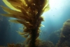 Kelp Side Effects